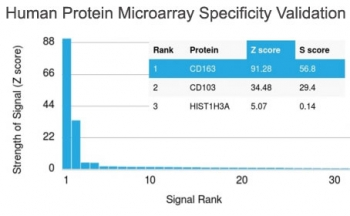 CD163 Antibody