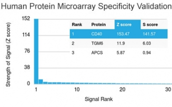 CD40 Antibody