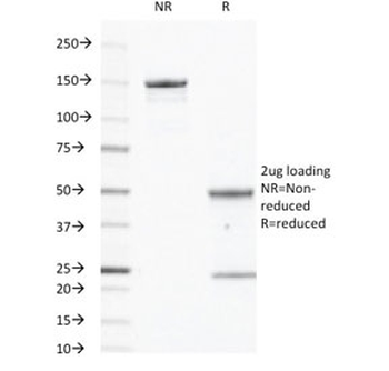 CD40 Antibody