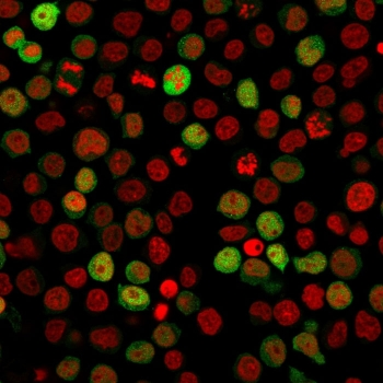 ZAP70 Antibody