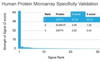 ZAP70 Antibody
