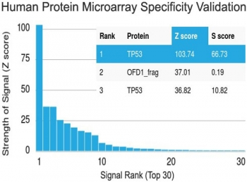 p53 Antibody / TP53