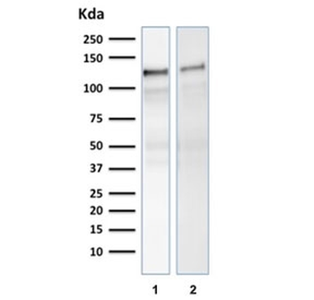 Vinculin Antibody