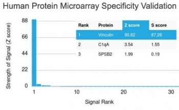 Vinculin Antibody