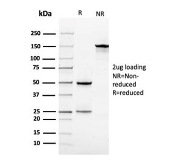 Vinculin Antibody