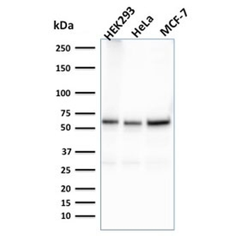 FAF1 Antibody / FAS-associated factor 1