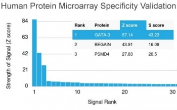 GATA3 Antibody
