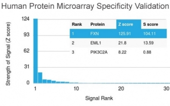 Frataxin Antibody / FXN