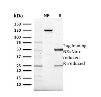 Frataxin Antibody / FXN