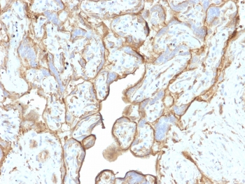 Annexin A1 Antibody