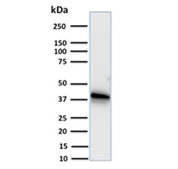 Annexin A1 Antibody