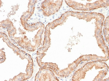 IL-10 Antibody