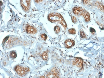 RPSA Antibody / 40S Ribosomal protein SA