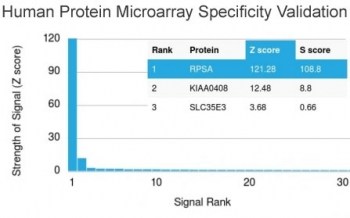 RPSA Antibody / 40S Ribosomal protein SA