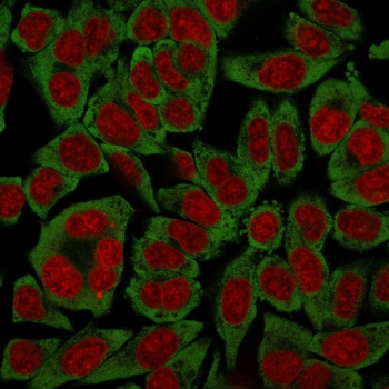 RPSA Antibody / 40S Ribosomal protein SA