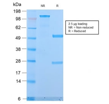 MUC1 Antibody / Mucin-1