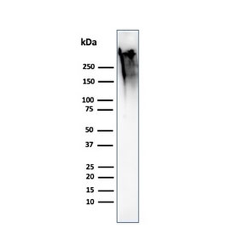 MUC1 Antibody / Mucin-1