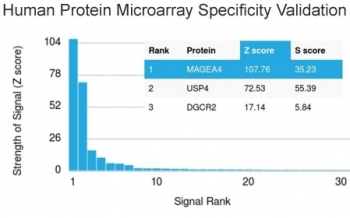 MAGEA4 Antibody
