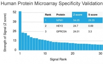 Nucleophosmin Antibody / NPM1