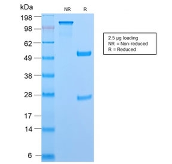 CD45RB Antibody (B-cell marker)