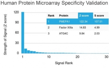 TMEPAI Antibody / PMEPA1