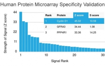 Cyclin D1 Antibody / CCND1