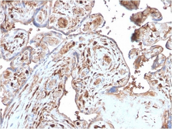 S100A4 Antibody / FSP1