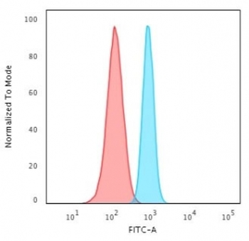 SPTBN2 Antibody / Spectrin beta III