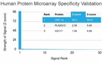 HNF1A Antibody