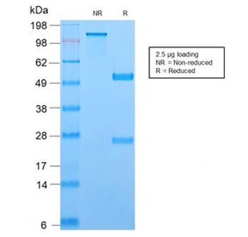 TCL1 Antibody