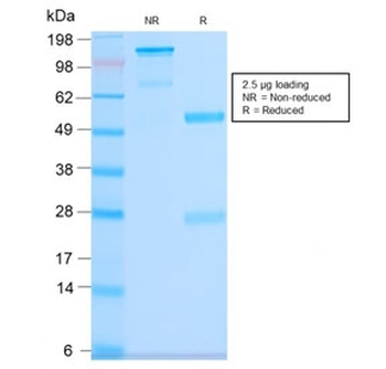 CD63 Antibody / LAMP-3
