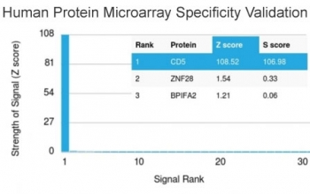 CD5 Antibody