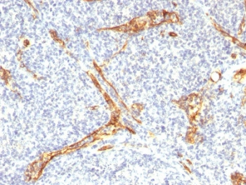 CD34 Antibody