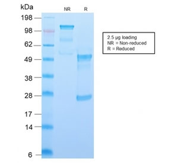 CD34 Antibody