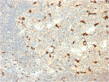 CD68 Antibody