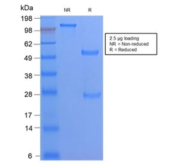 CD68 Antibody