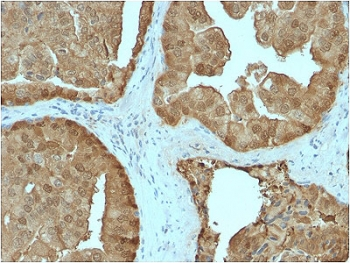 GLO1 Antibody / Glyoxalase I