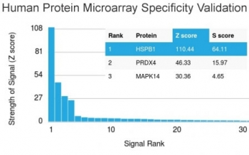 HSP27 Antibody / HSPB1