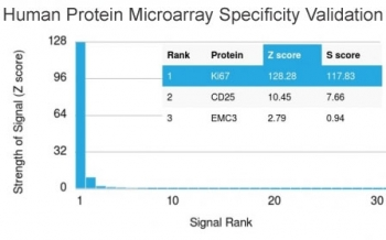 Ki67 Antibody
