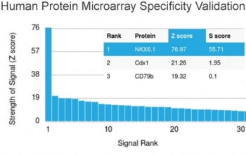 NKX6.1 Antibody
