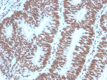 PAX2 Antibody