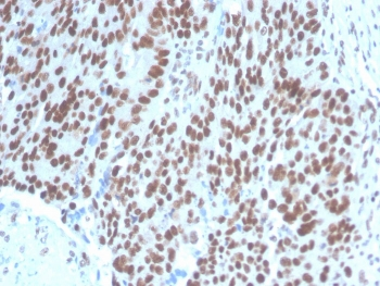 PAX2 Antibody