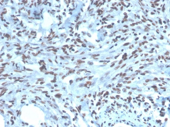 PAX2 Antibody