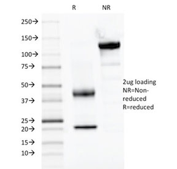 PAX2 Antibody