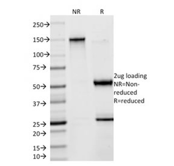 SOX9 Antibody
