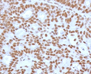 TLE1 Antibody