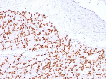 PAX8 Antibody