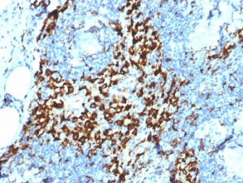 CD163 Antibody