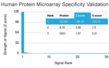 CD163 Antibody