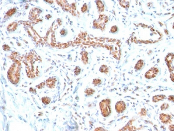 GATA3 Antibody